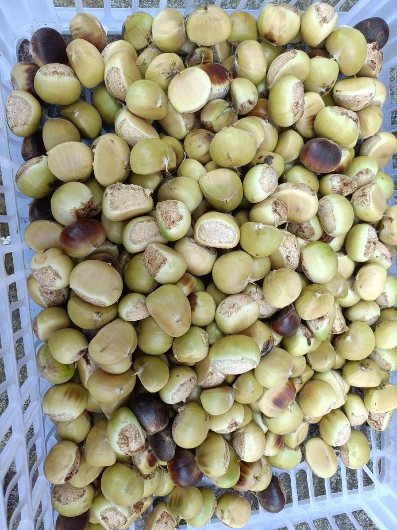 自家板栗，纯天然绿色食品，天天有货